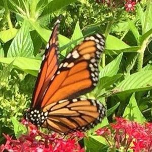 Meet your Posher, Virginia